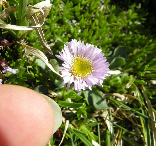 erigeron epiroticus?